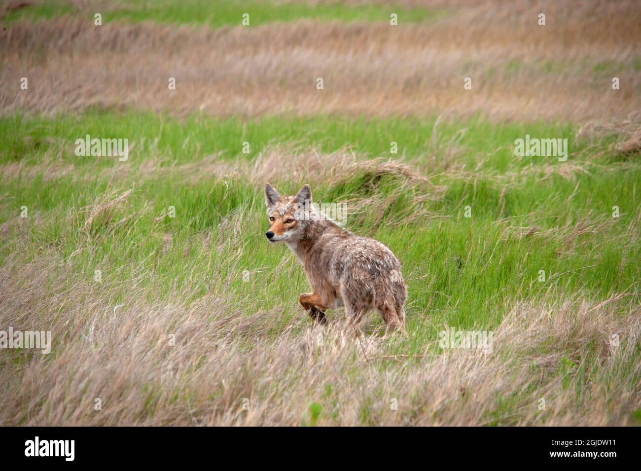 Coyote läuft über das Feld Stockfoto