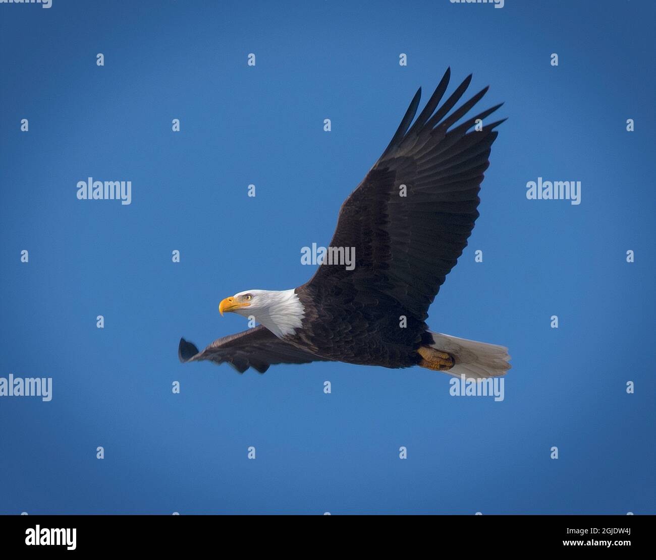 Adler sucht nach Nahrung Stockfoto