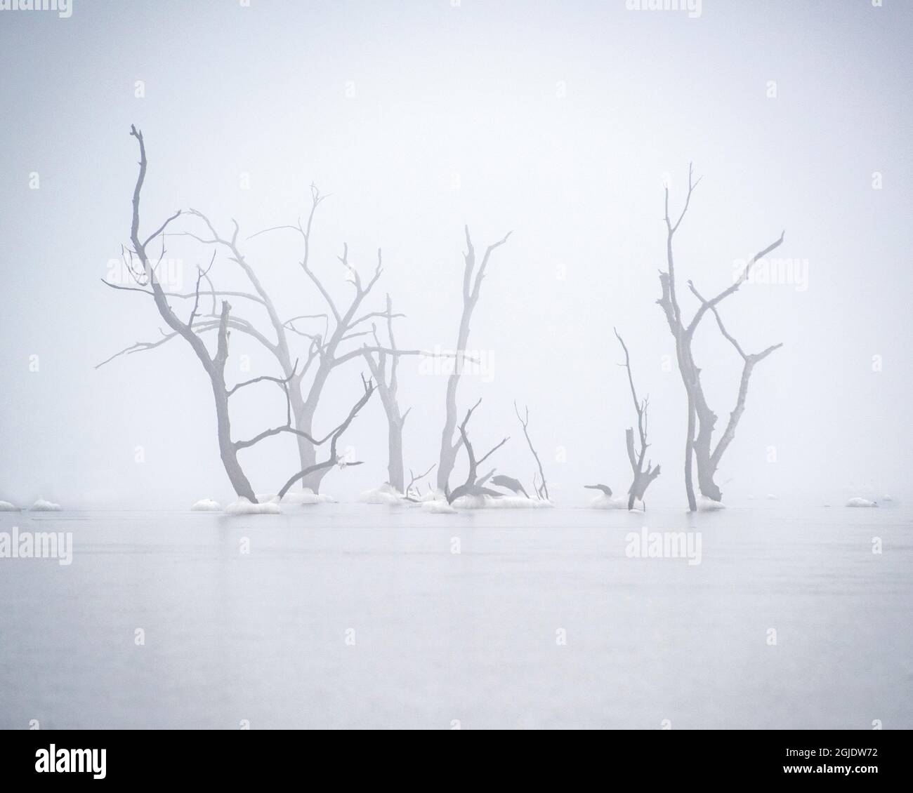 Gefrorener nebliger Tag Stockfoto