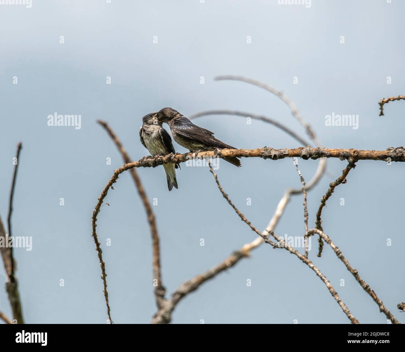 Schwalbe teilt sich mit einem anderen Stockfoto