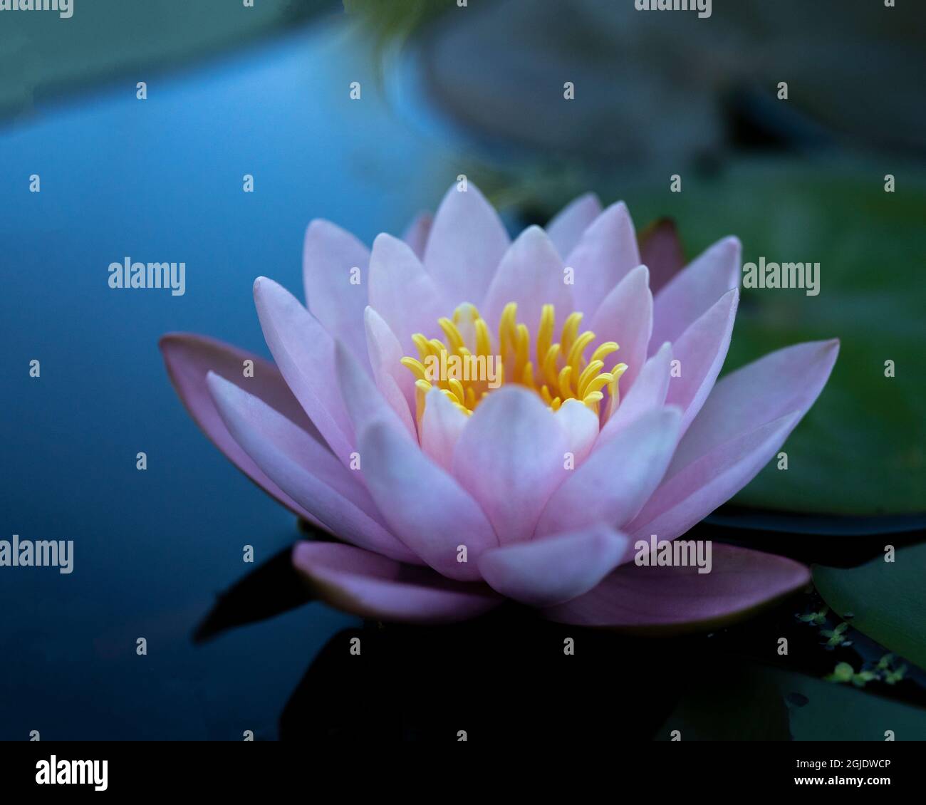 Seerose in ruhigem Wasser Stockfoto