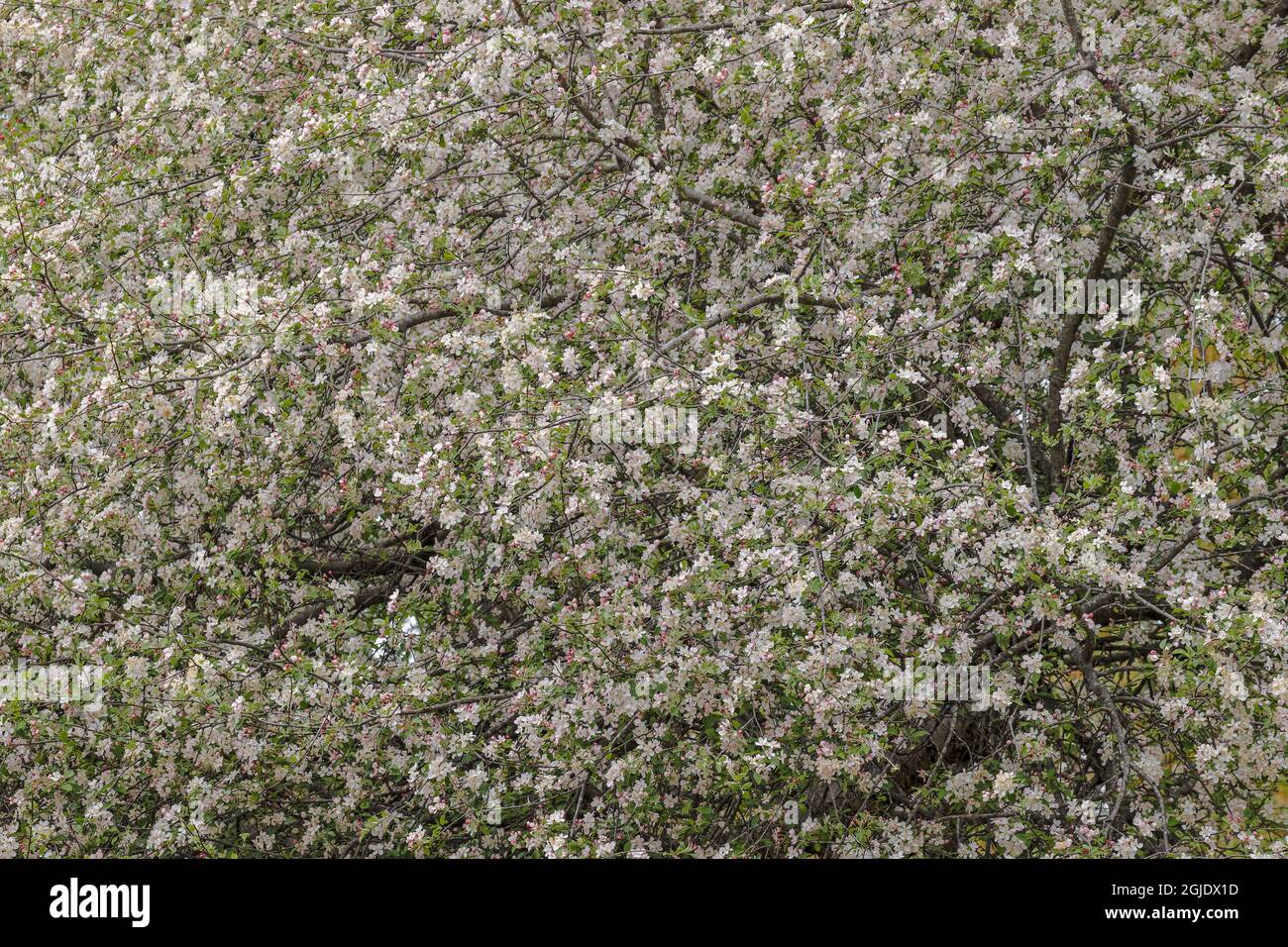 Crabapple Tree in voller Blüte, Kentucky Stockfoto