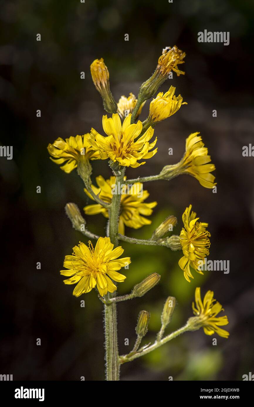 Blattloser Hawk-Bart (Crepis praemorsa) Foto: Ola Jennersten / TT / Code 2754 Stockfoto