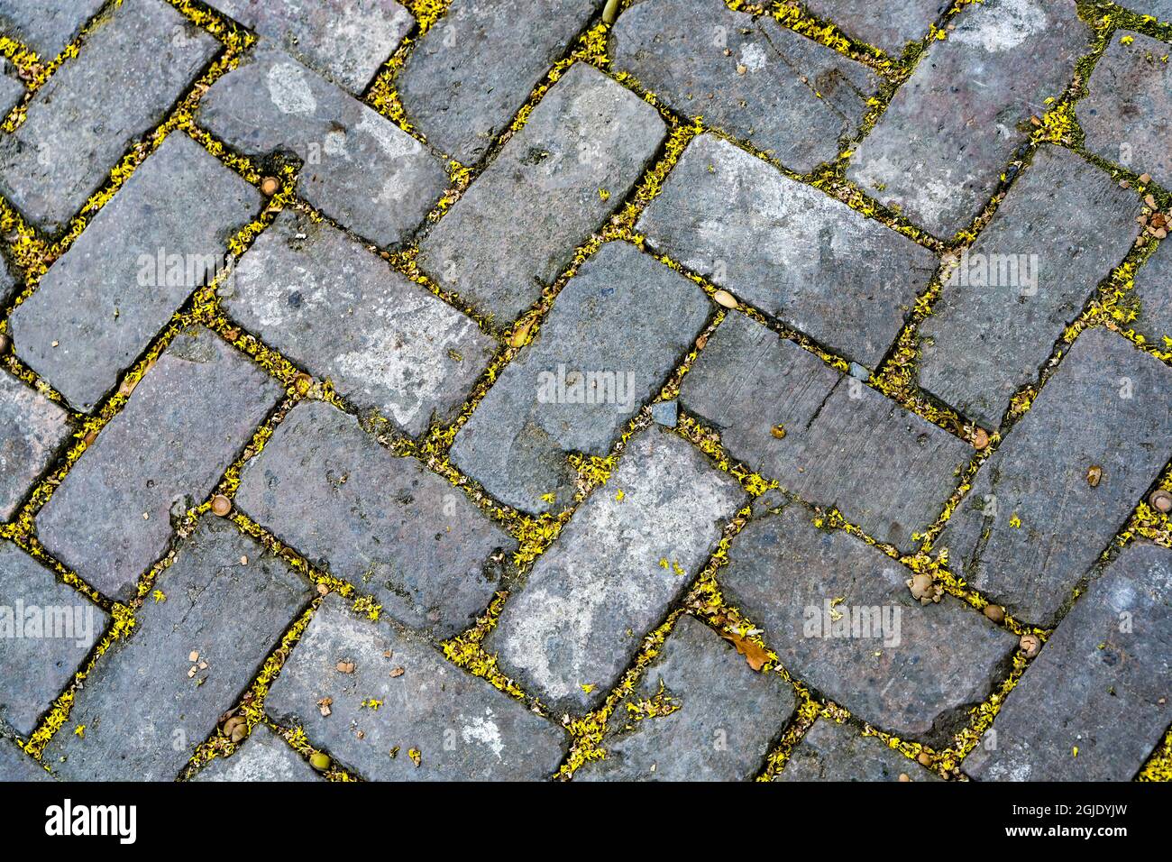 Sidewalk Bricks, Garden District, New Orleans, Louisiana. National Historic District Stockfoto