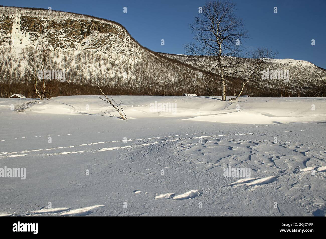 Spuren von Vielfraß (Gulo gulo) im Vordergrund und Waldhase (Lepus timidus) im Hintergrund im Naturschutzgebiet Vindelfjallen. Foto: Ola Jennersten / TT / Code 2754 Stockfoto