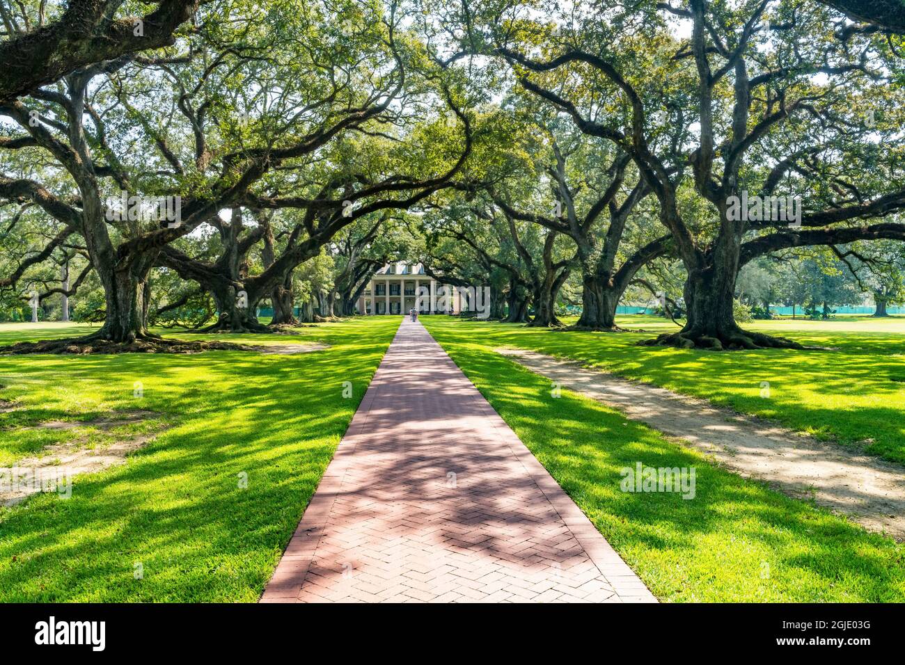 Eichenbäume in Oak Alley Plantation House, Vacherie, Saint James Parish, Louisiana. Zuckerplantage, die Anfang des 19. Jahrhunderts auf der Grundlage von Sklaverei erbaut wurde. Plantage Stockfoto
