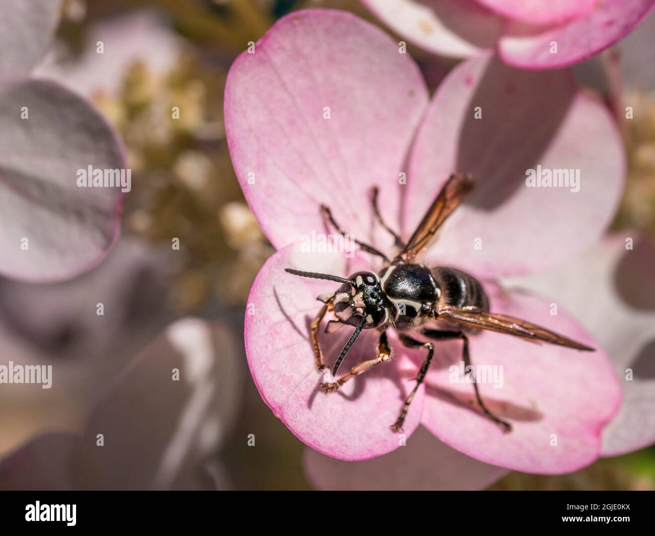 Glatzengesichtige Hornisse, die auf einer sterilen Hortensienblüte in Maine ruhen Stockfoto