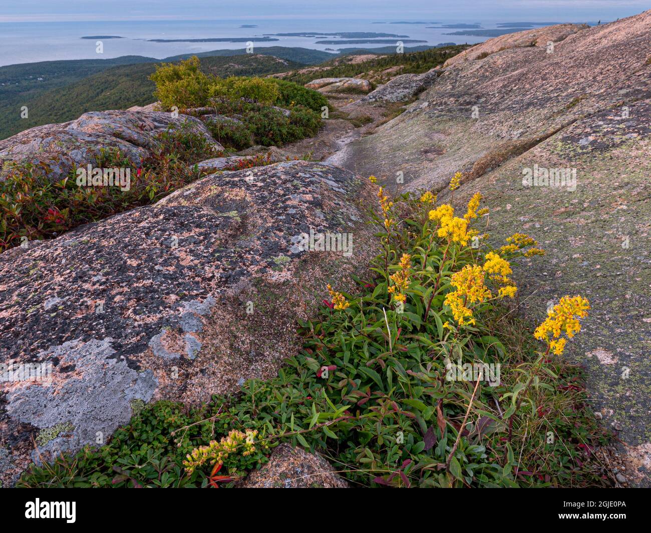 Goldrute in Blüte, frühes Licht auf Granit, bedeckt von Flechten, oben auf dem Cadillac Mountain, Blick nach Süden über den Park, Acadia National Park, Maine Stockfoto