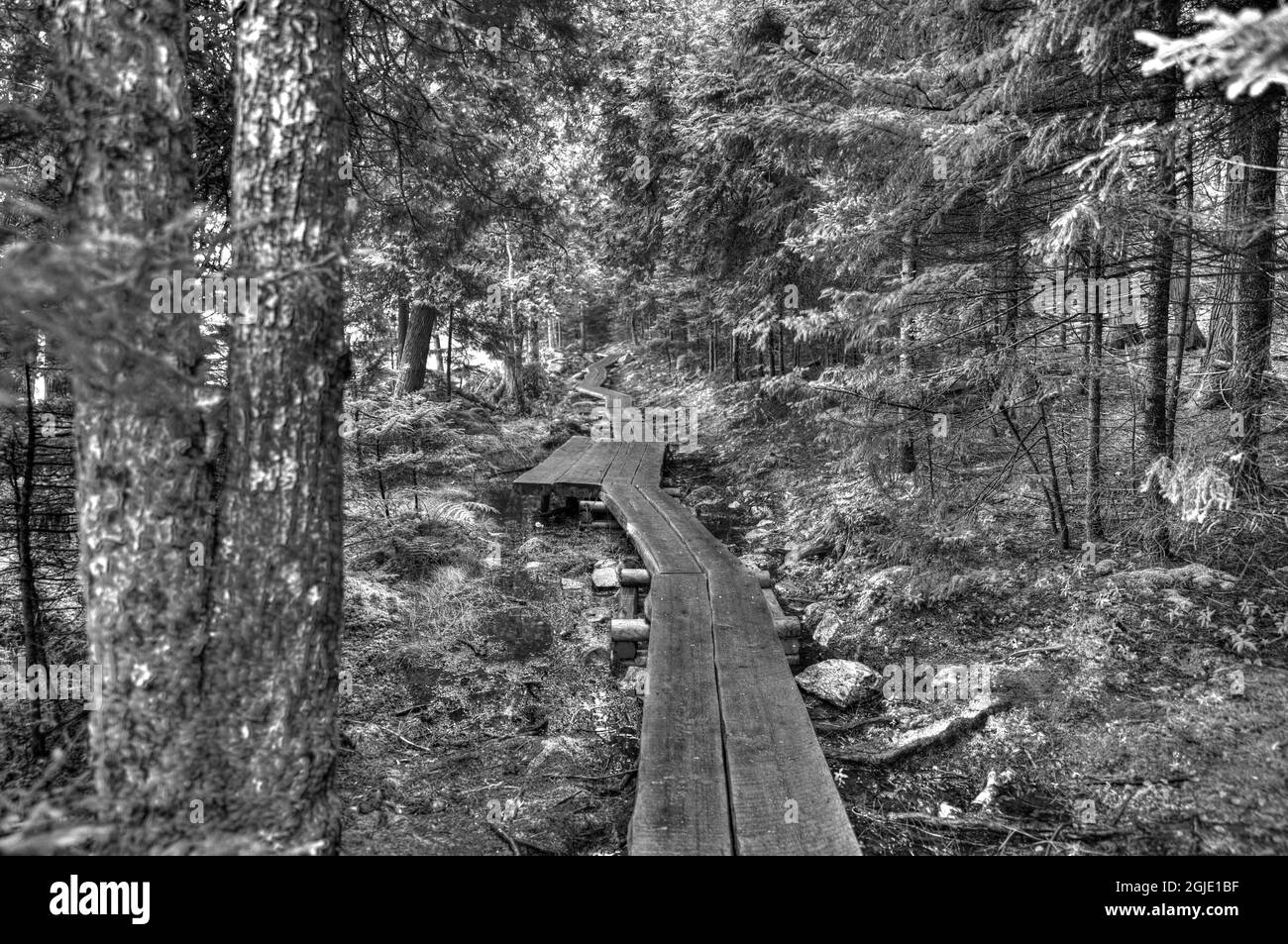 Erhöhter Boardwalk-Pfad am westlichen Rand des Jordan Pond im Acadia National Park, Maine, USA Stockfoto