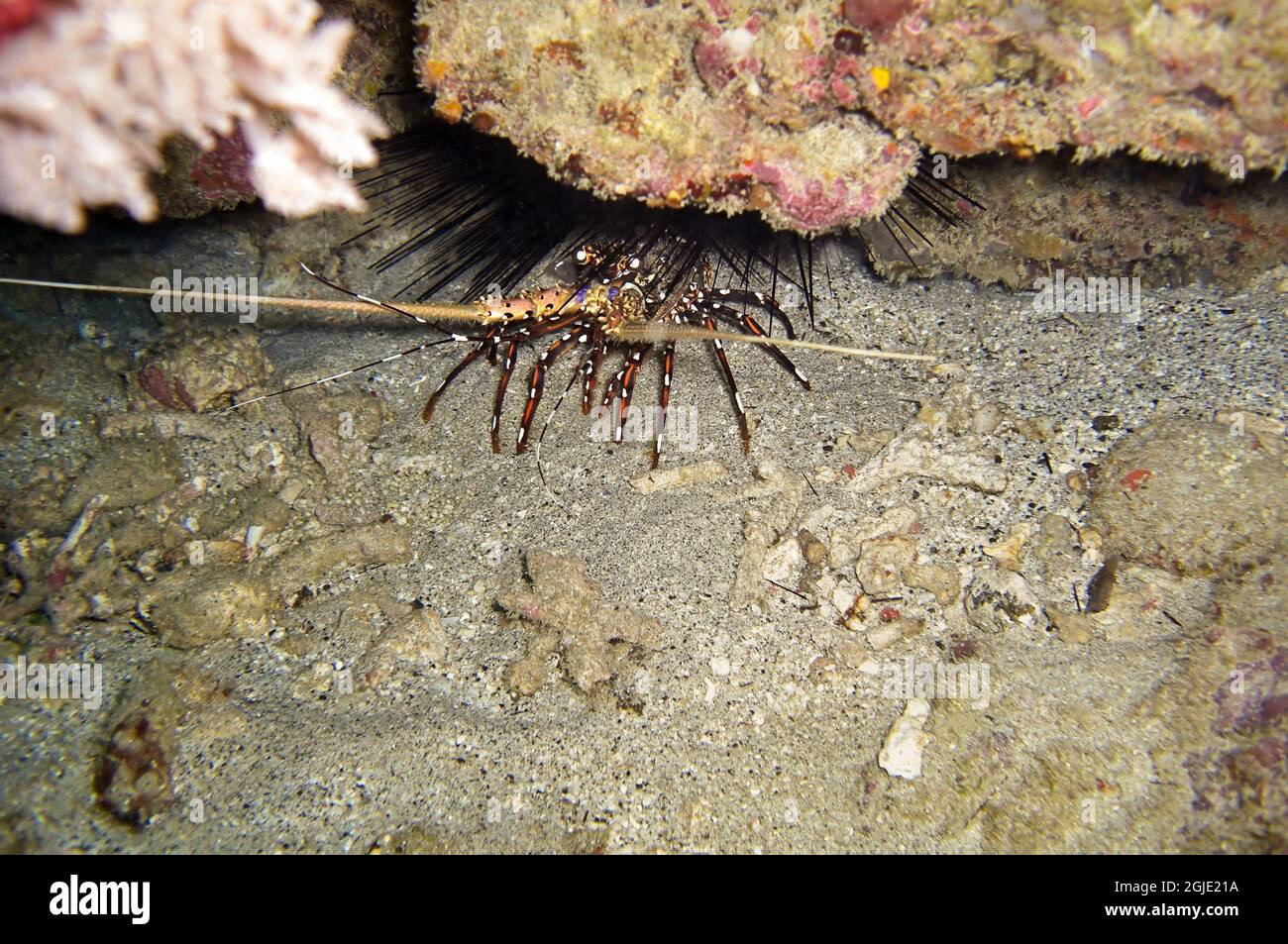 Hummer auf dem Boden im philippinischen Meer 25. Dezember 2011 Stockfoto
