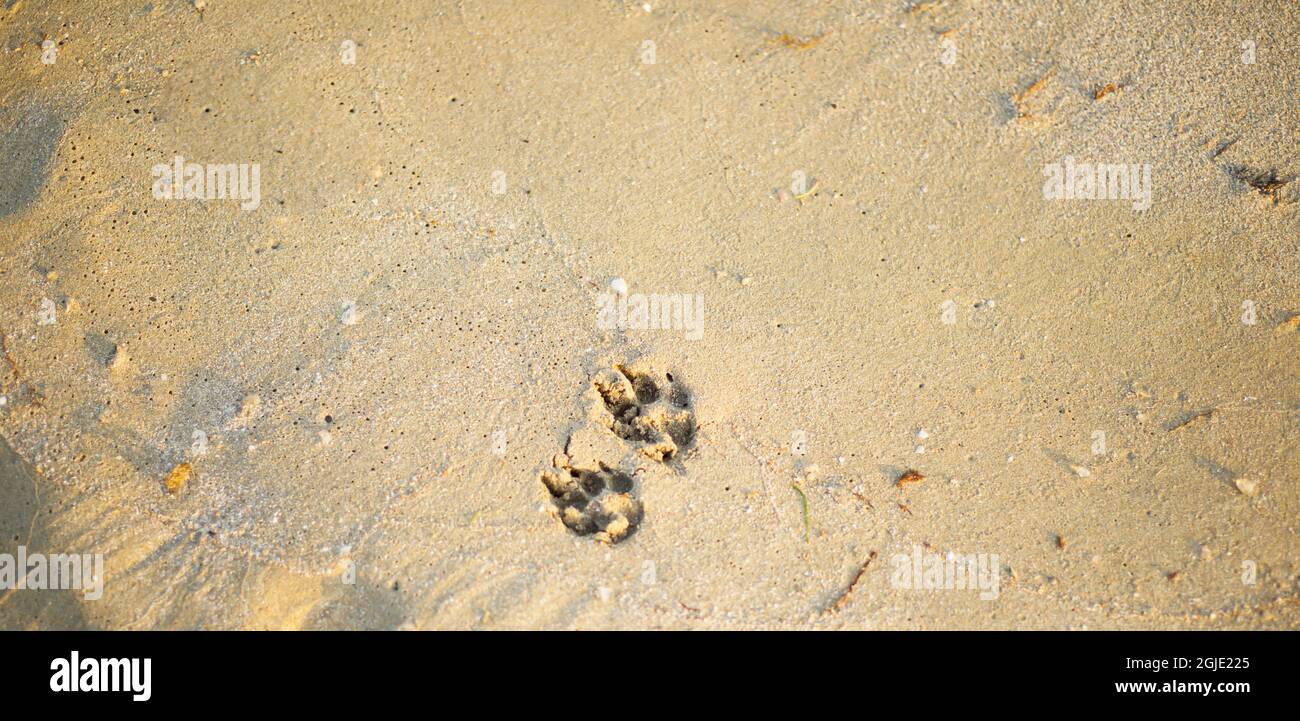 Hundepfoten-Drucke am Sandstrand. Nasse Sandstruktur. Sanddrucke. Platz für Text kopieren. Stockfoto