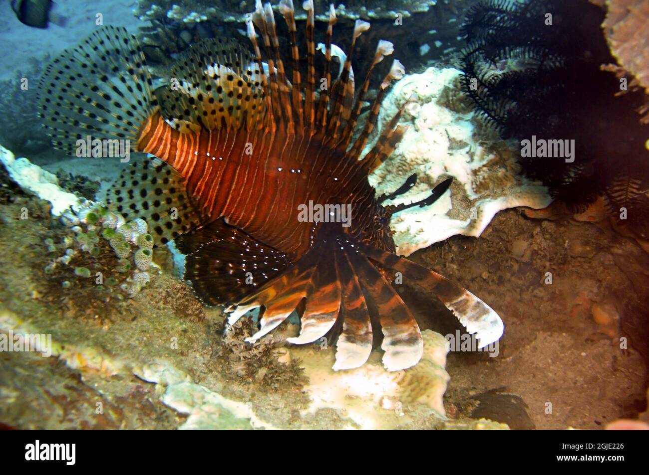 Löwenfisch (Pterois Volitans) schwimmt am 1. November 2010 im philippinischen Meer Stockfoto