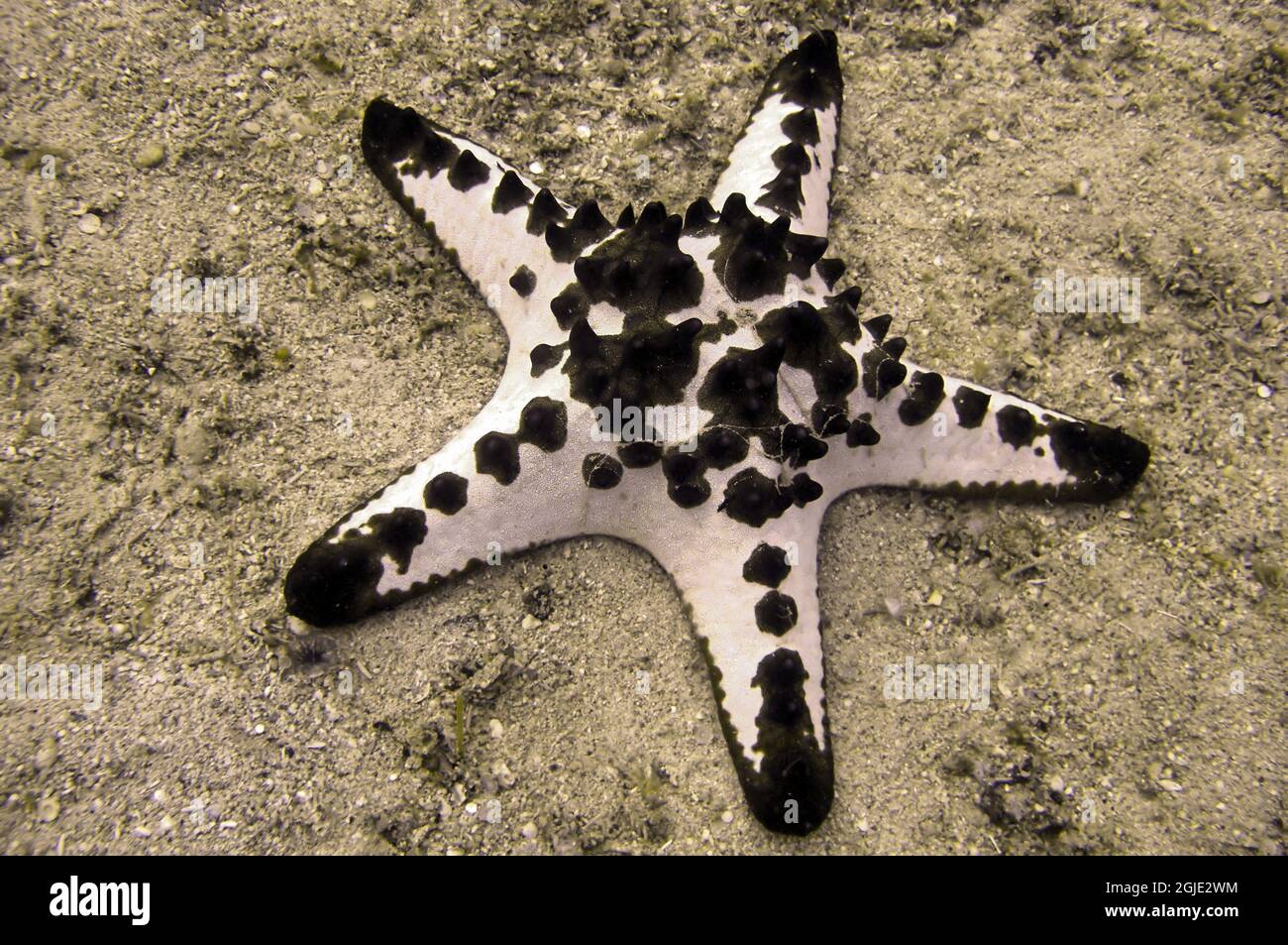 Seastar (Pentaceraster) auf dem Boden im philippinischen Meer 16. Dezember 2010 Stockfoto