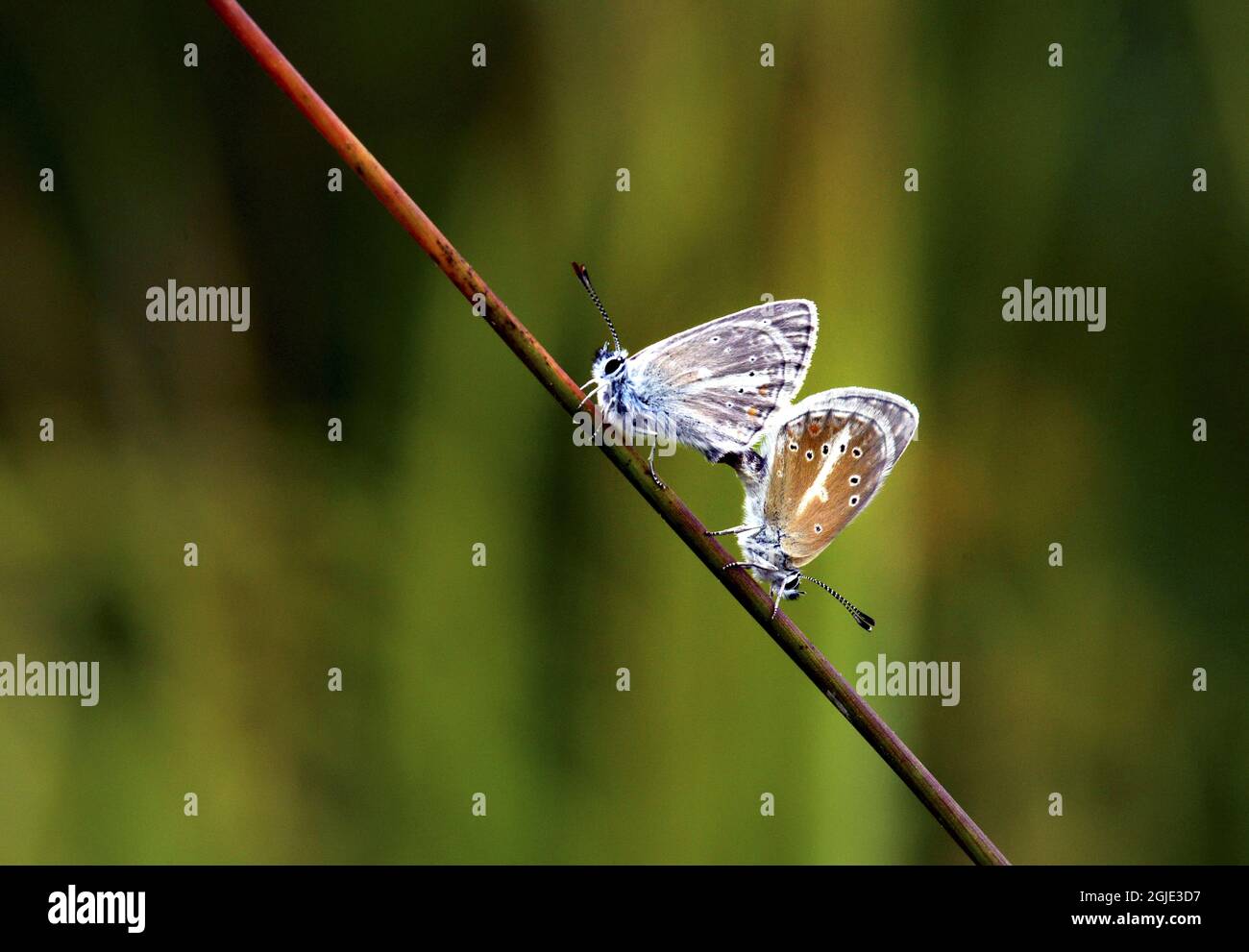Der silberne Argus, in Kopula Foto: ALF Linderheim / TT / Code 2731 Stockfoto