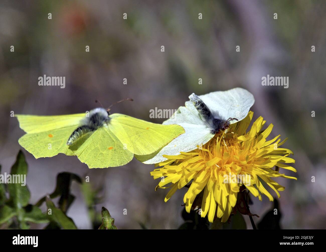 Gewöhnlicher Auswanderer (Catopsilia pomona), männlich und weiblich Foto: ALF Linderheim / TT / kod 2731 Stockfoto