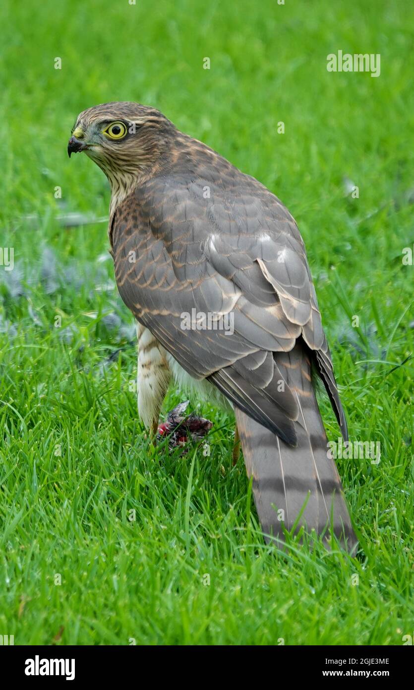 Ein eurasischer Sparrow Hawk mit einem Kill in einem Vorort-Garten in Staffordshire, England, Großbritannien Stockfoto