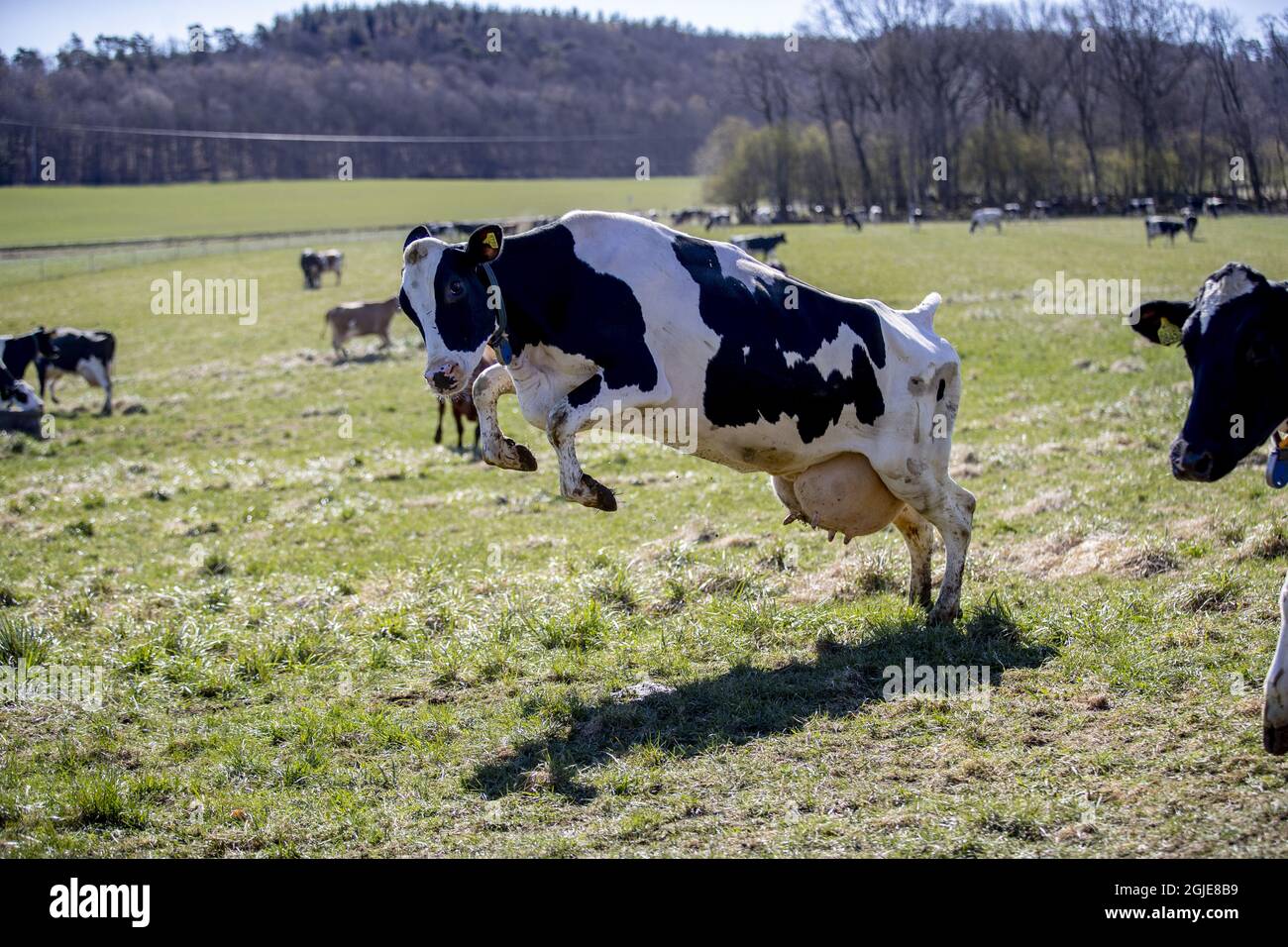 Kuh- oder Weidefreisetzung auf dem Hof Berte Gard bei Falkenberg, Schweden 24. April 2020. Glückliche Kühe freuen sich, wenn sie nach sechs langen Monaten im Stall endlich auf frischem Gras knabbern und die luftige Außenbrise wieder spüren können. Die Frühjahrskuhfreisetzung ist in der Regel ein jährliches Familienereignis auf vielen Höfen in Schweden, aber dieses Jahr kann das Publikum aufgrund der Coronavirus-Pandemie das Ereignis im Internet verfolgen. Foto Adam Ihse / TT / Kod 9200 Stockfoto