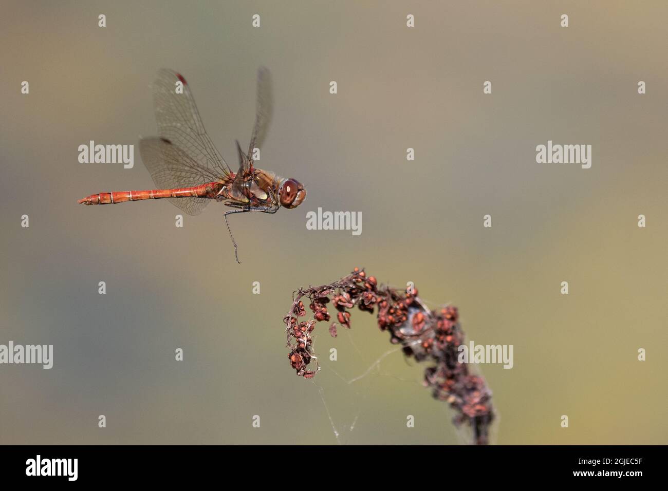 Gemeine Darter Libelle (Männchen) im Flug Stockfoto