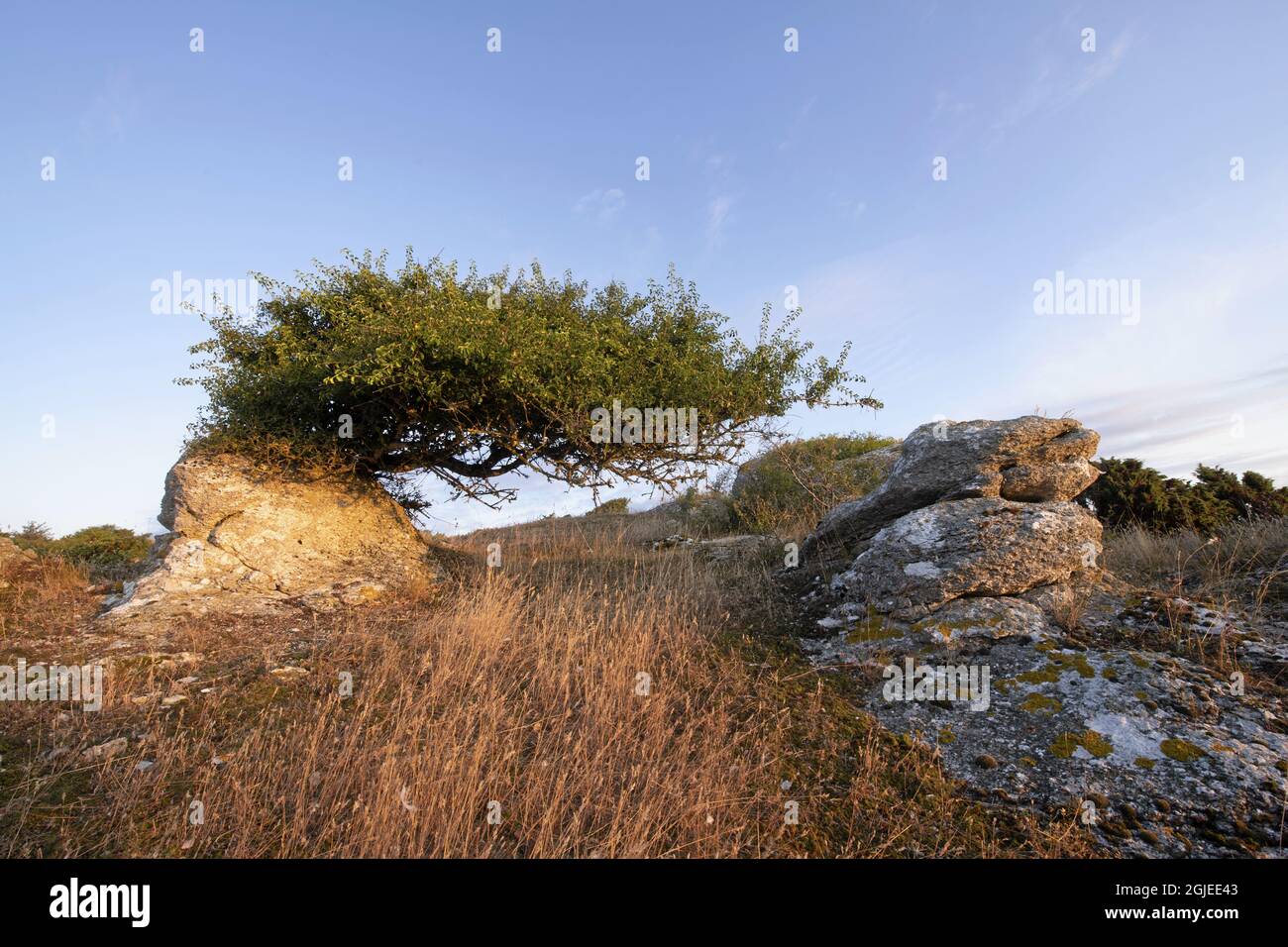 Prunus mahaleb, die Mahaleb-Kirsche oder St. Lucie-Kirsche auf einem Rauk auf Stora Karlso, Eksta, Gotland, Schweden. Foto: Magnus Martinsson / TT / 2734 Stockfoto