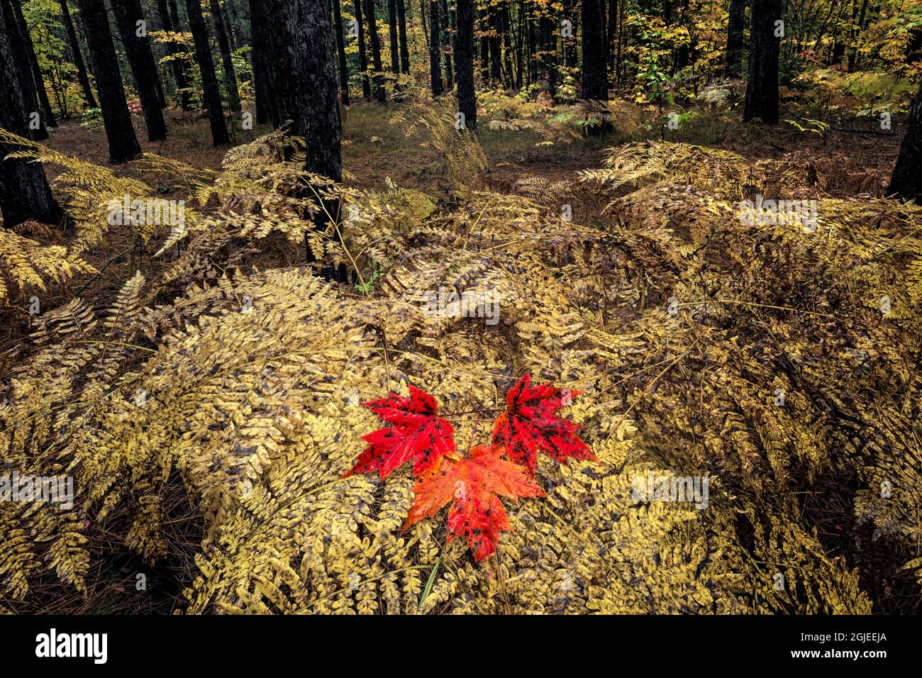 Rote Ahornblätter auf Farnen im Wald, Hiawatha National Forest, Upper Peninsula of Michigan. Stockfoto