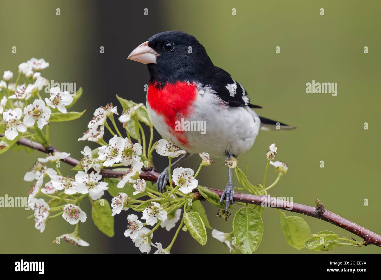 Rosenreiher Großbeak im Zuchtgefieder, Michigan. Stockfoto