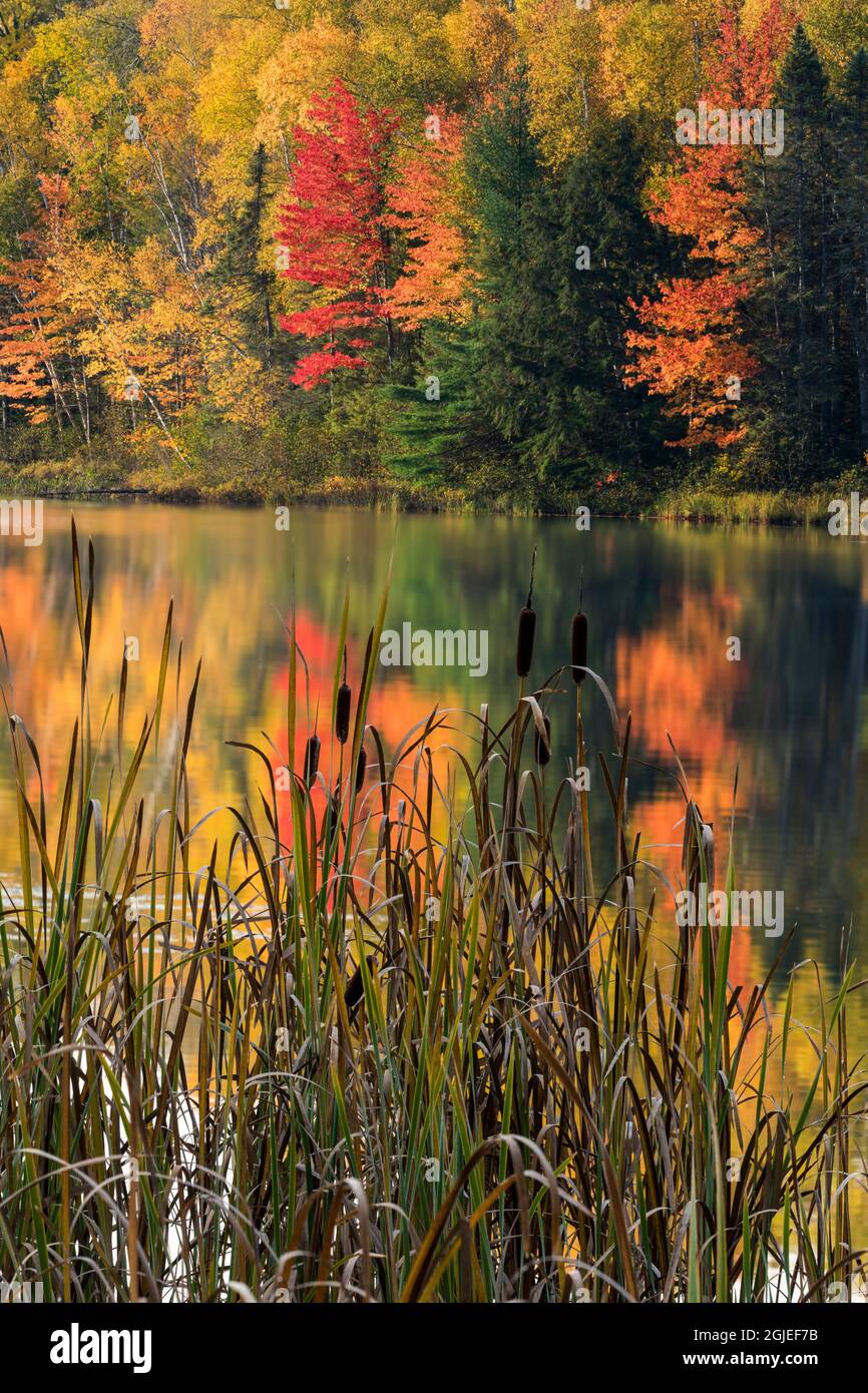 Cattails entlang kleiner See mit Herbstfarben, Upper Peninsula of Michigan Stockfoto
