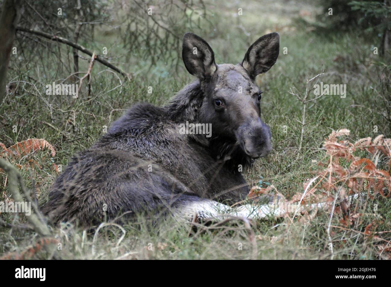 Ein Elchkalb liegt im Gras, nachdem es von der Feuerwehr auf einem See in der Nähe der Stadt Varberg, Westschweden, gerettet wurde. Das Elchkalb versuchte, sich über das Eis zu der ängstlich wartenden Mutter zu machen. Aber wie Bambi im Disney-Film befand sie sich in Schwierigkeiten. Die Feuerwehr wurde alarmiert und kam, um dem Kalb zu helfen, das später wieder mit seiner Mutter vereint wurde. Stockfoto