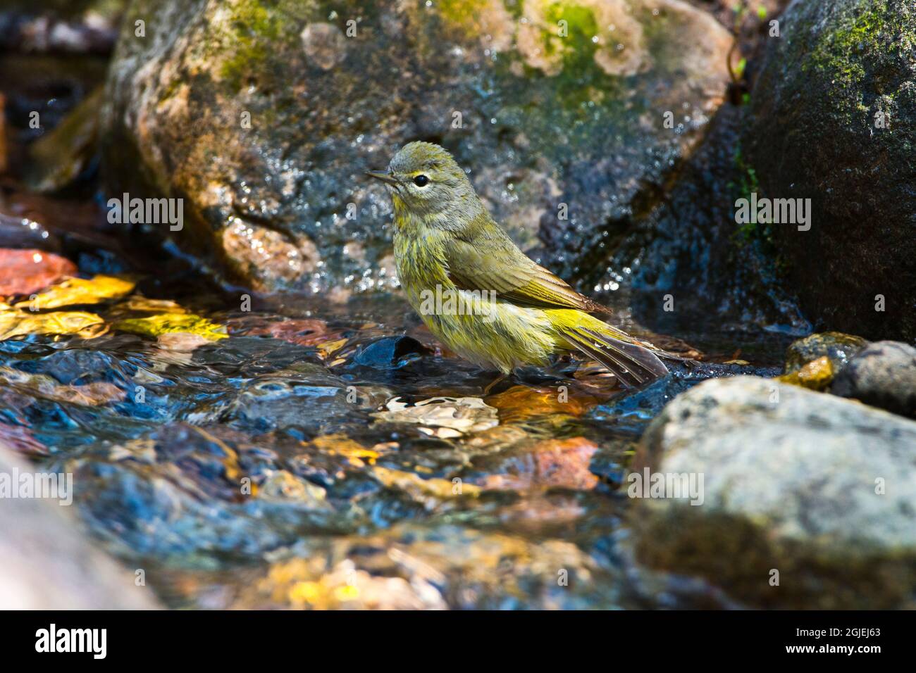USA, Minnesota, Mendota Heights, Mohican Lane, Orange-Crowned Warbler Stockfoto