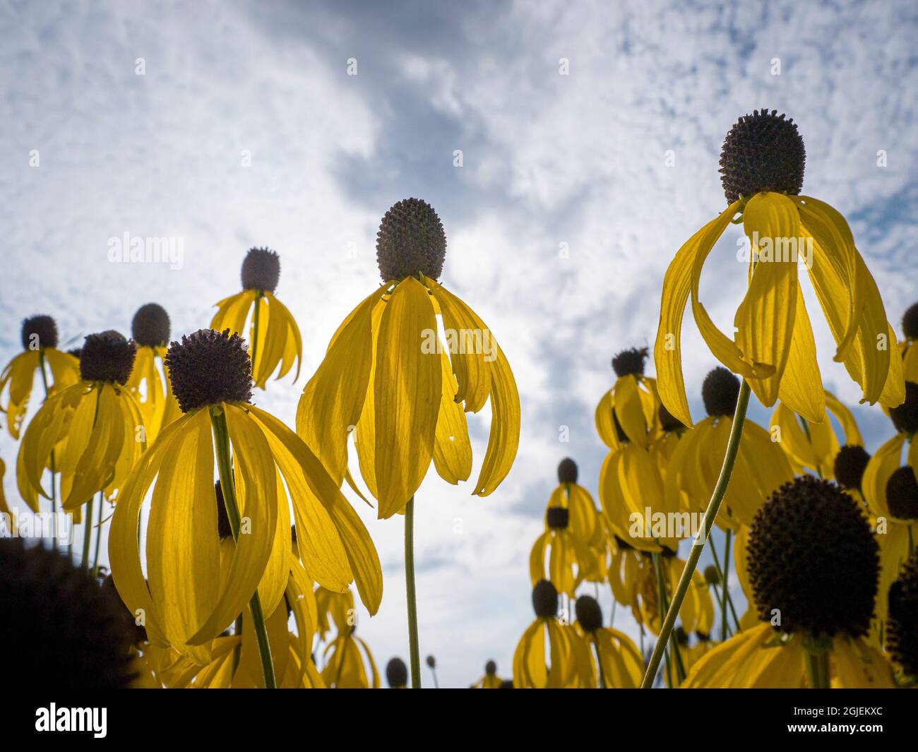 Kegelblumen am Himmel mit Wolken, Prärie, Eagan, Central Minnesota Stockfoto