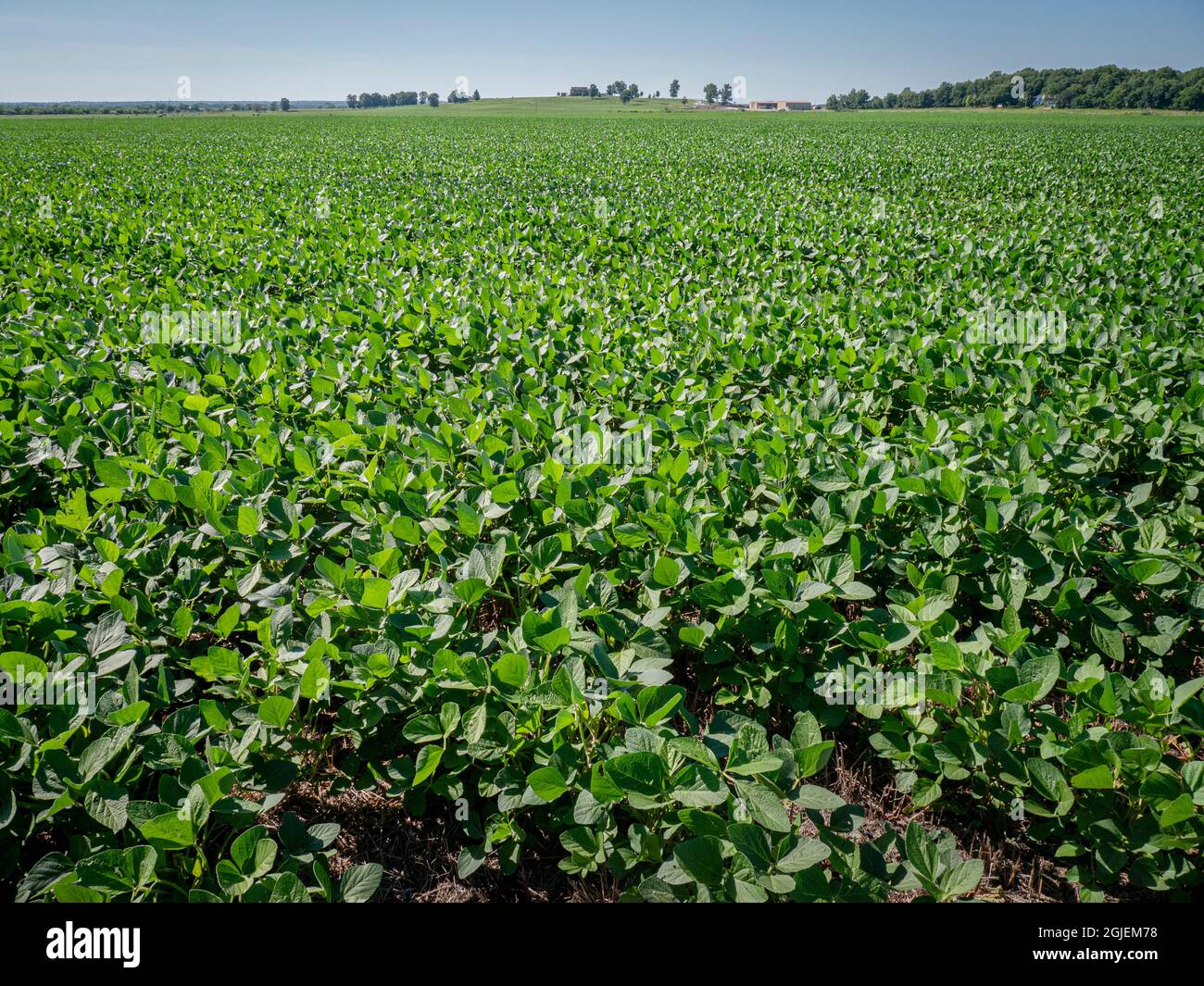 Sojabohnenfeld in SW Missouri Stockfoto