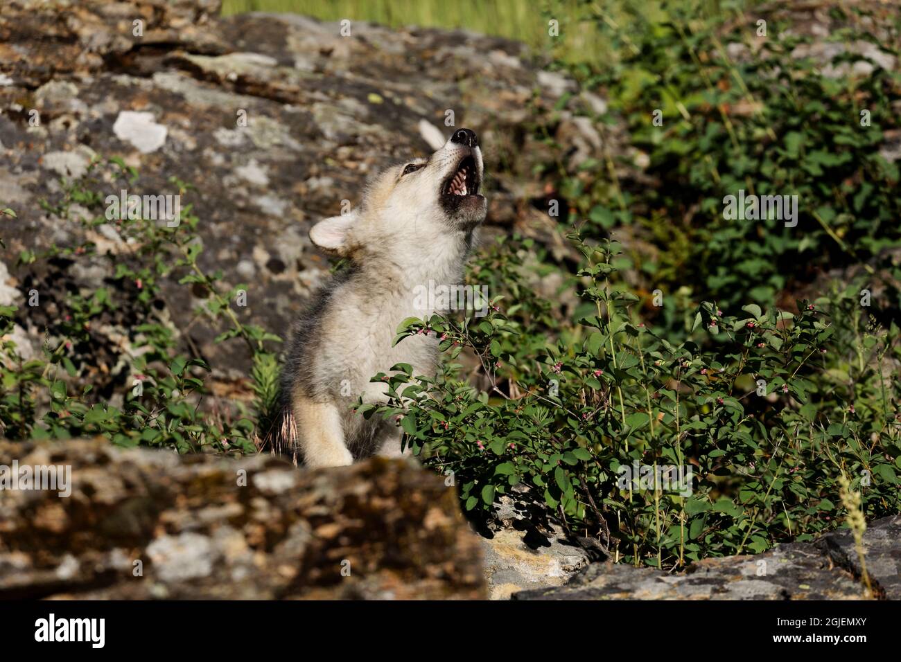 Wolf Welpen heulend. Stockfoto