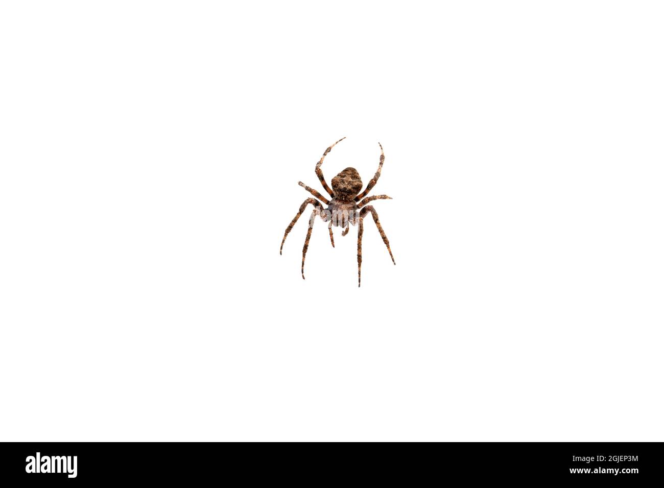 Nahaufnahme Detailansicht der Spinne auf weißem Hintergrund Stockfoto