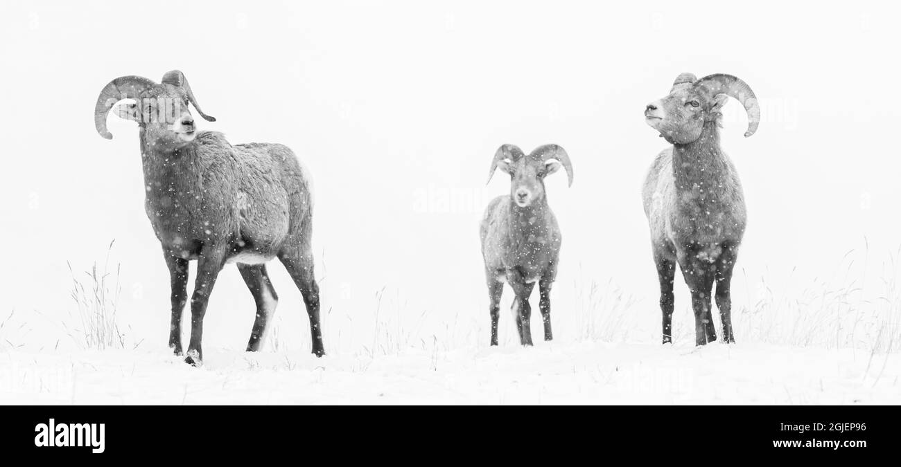 Bighorn Schafe im Winter, Yellowstone National Park, Montana. Stockfoto