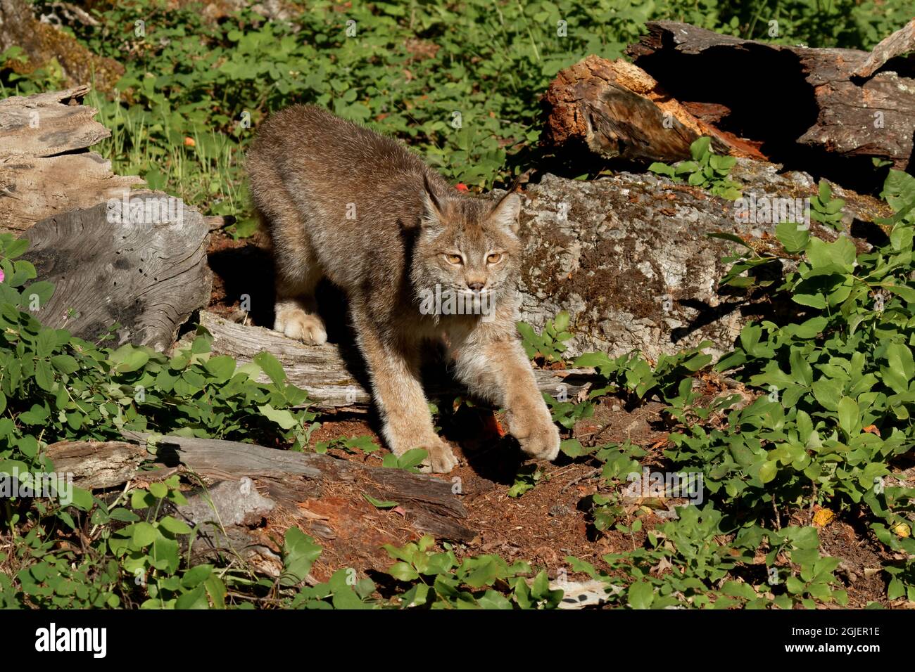 Canada Lynx, Lynx canadensis, kontrollierte Situation Stockfoto