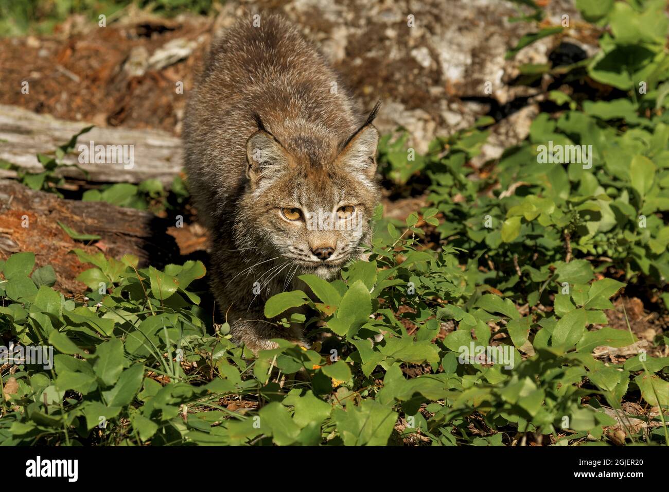 Canada Lynx, Lynx canadensis, kontrollierte Situation Stockfoto