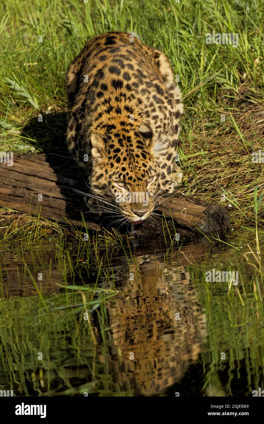 Amur Leopard und Reflexion beim Trinken, Panthera pardus orientalis, gefangen Stockfoto
