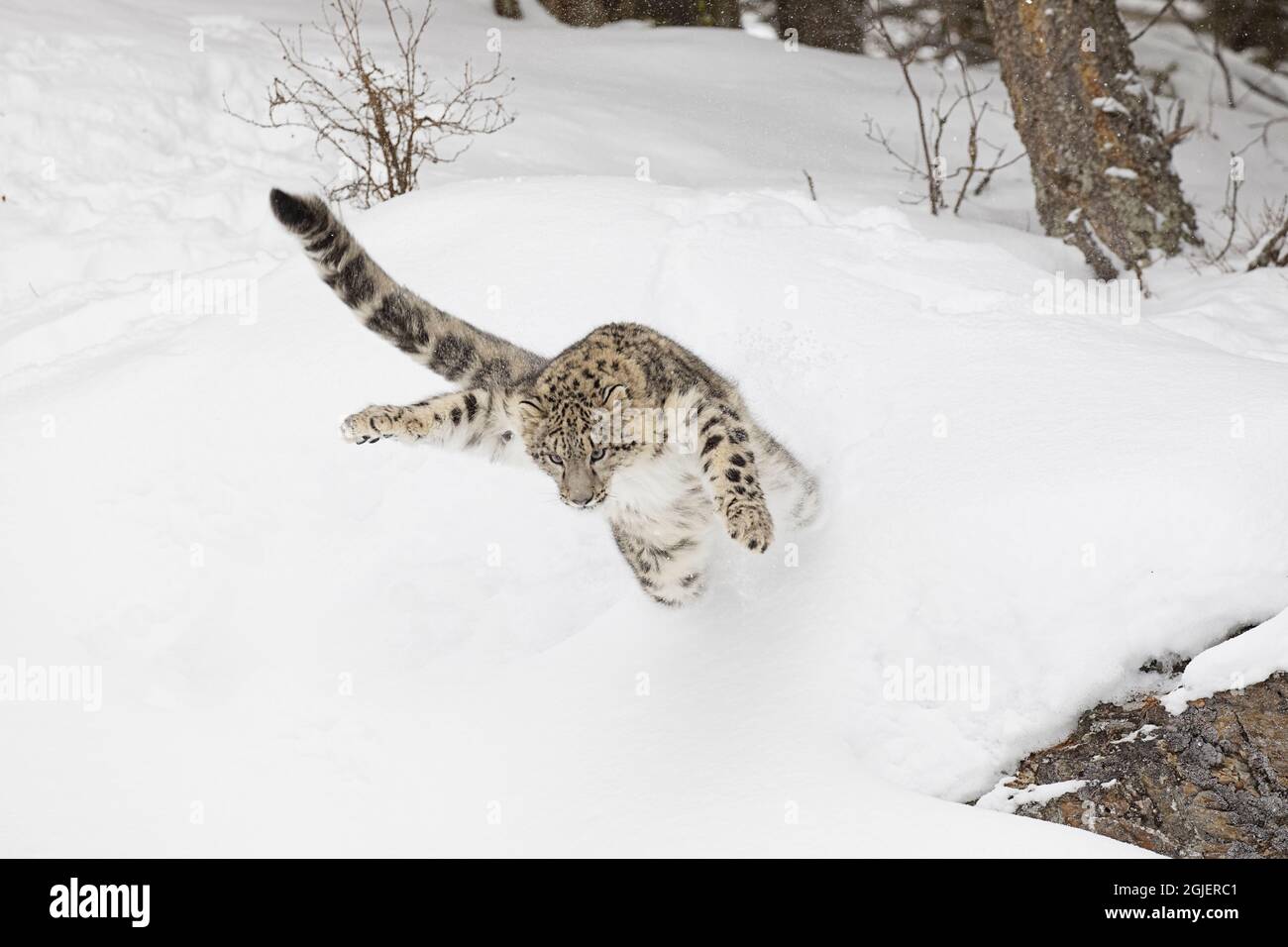 Schneeleopard, Panthera uncia kontrollierte Situation, Montana Stockfoto