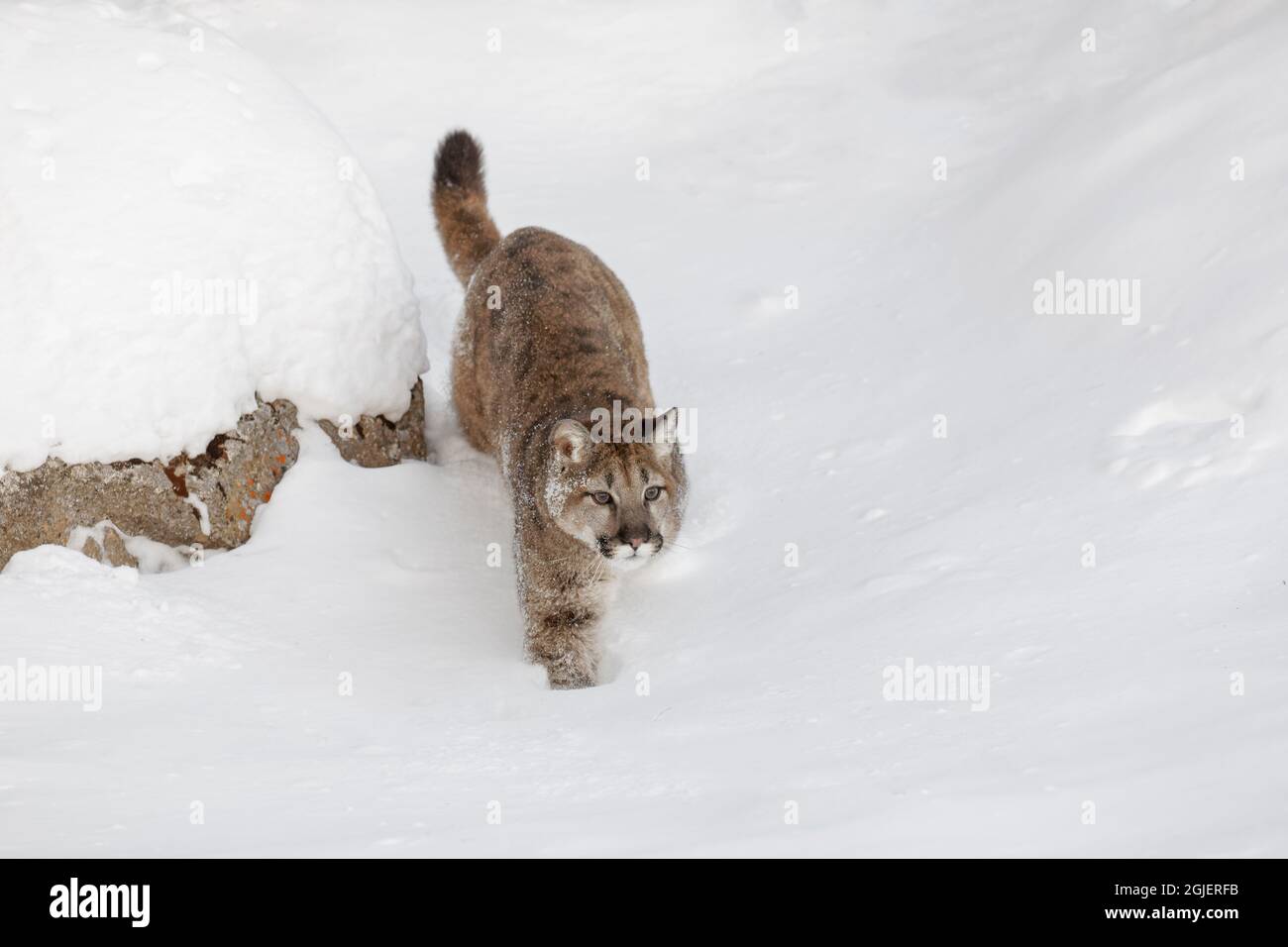 Jugendlicher Berglöwe im tiefen Winterschnee, kontrollierte Situation, Montana, Puma concolor Stockfoto