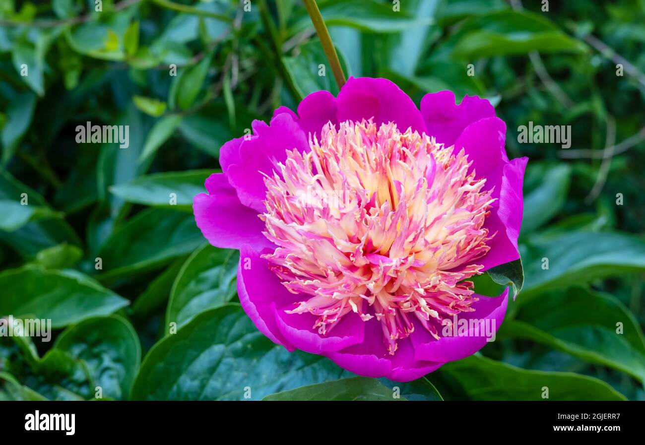 Große, kupierte, cerisrosa Blume der Paeonia lactiflora mit einer zentralen Masse von schmalen, cremigen und rosa Petaloiden. Stockfoto