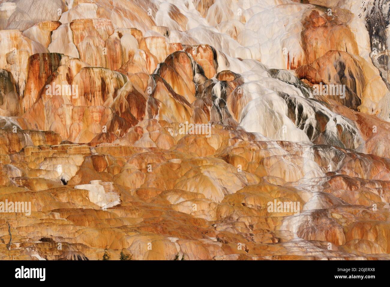 Bakterienmatte, Canary Spring, Yellowstone National Park, Montana, USA, Stockfoto
