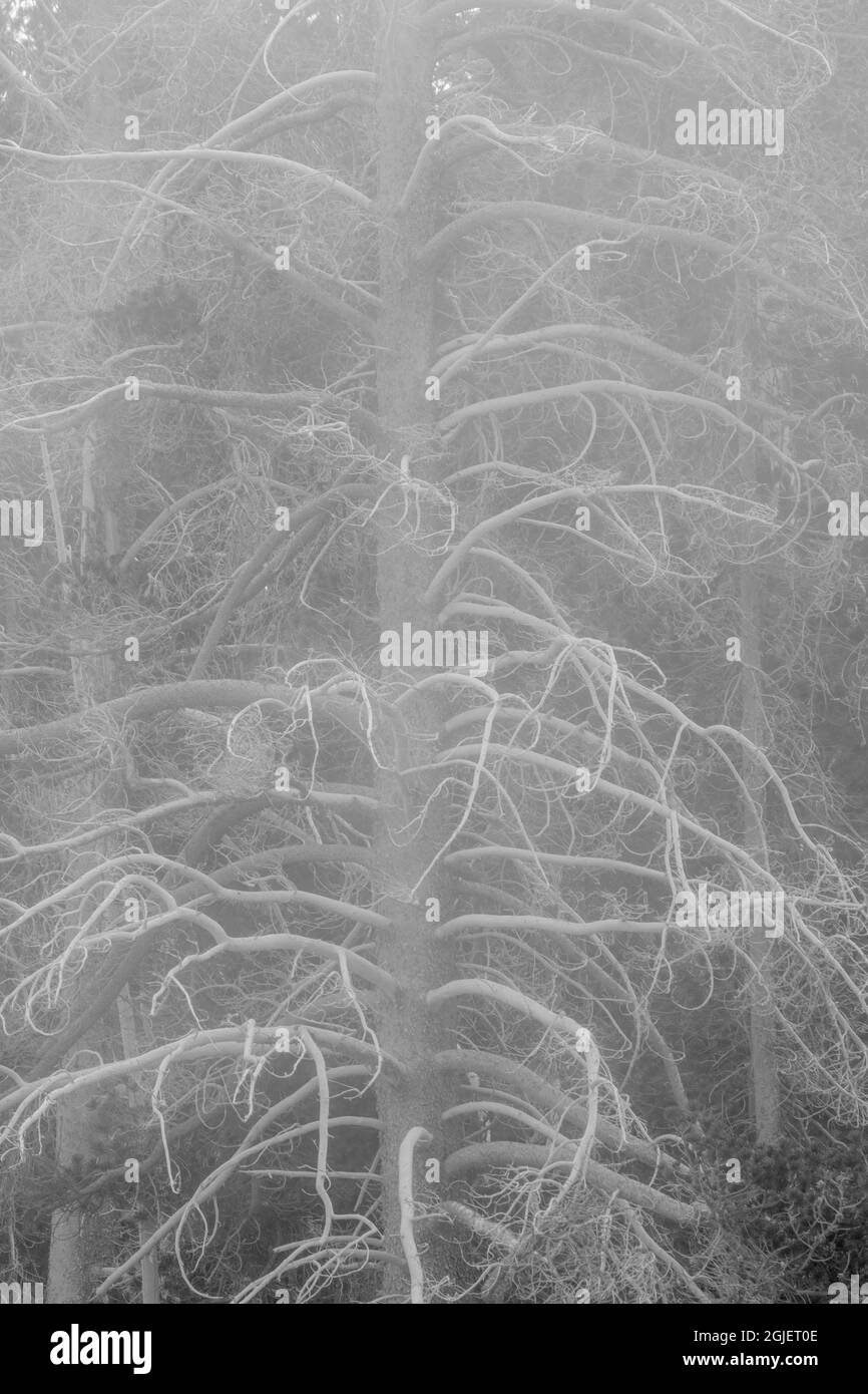 Verkieselt (Ghost Tree), Upper Geyser Basin, Yellowstone National Park, Montana, USA Stockfoto