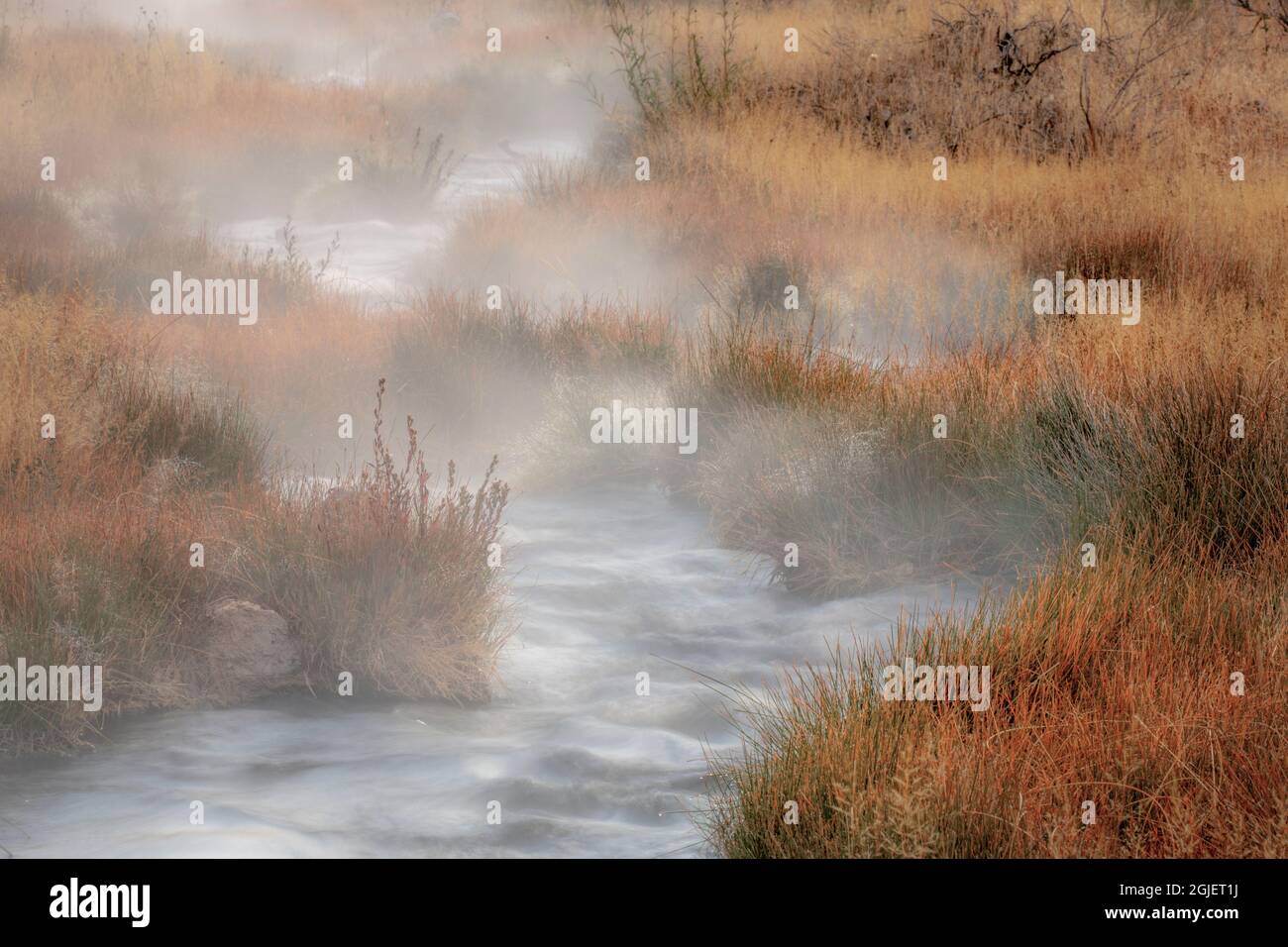 Kleine dampfende heiße Quelle, die durch eine Wiese mit goldenen Herbstgräsern, Canary Spring, Mammoth Hot Springs, Yellowstone National Park, Montana, USA Stockfoto