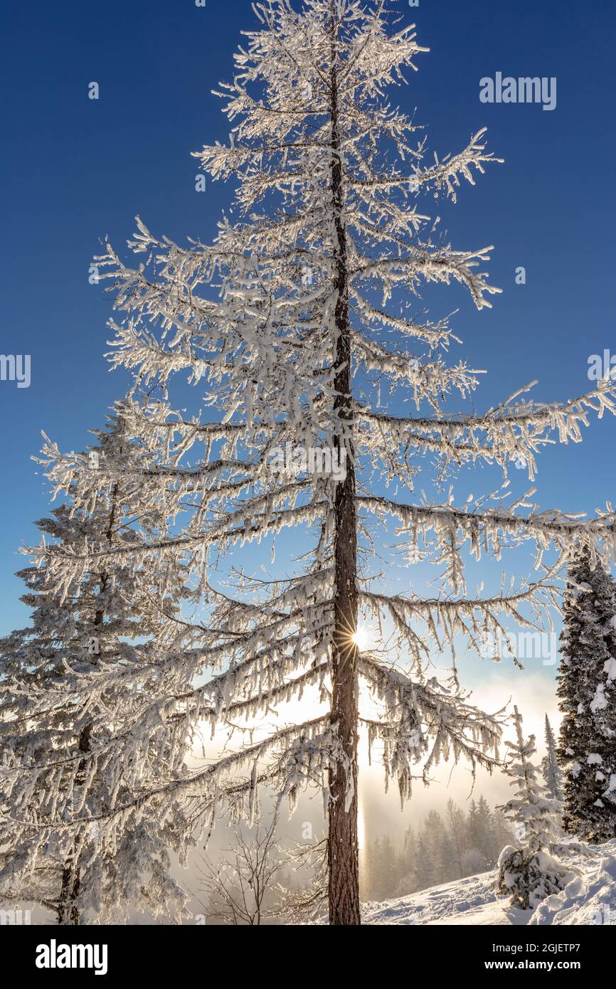 Auf dem Big Mountain in Whitefish, Montana, USA, wurden Bäume mit Matten über einer Inversionsschicht aus Wolken gehüllt. Stockfoto