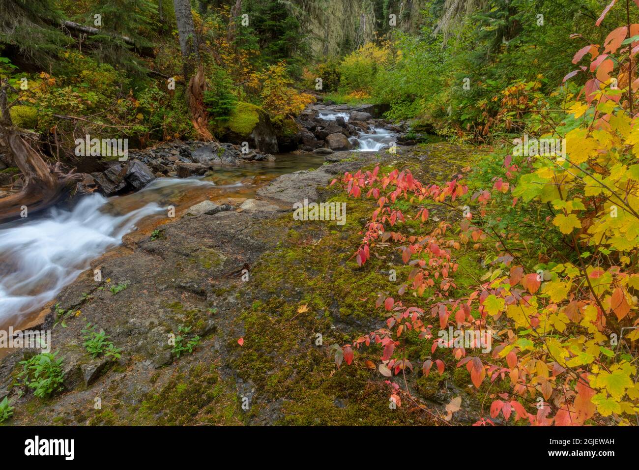 Johnny Creek im Herbst im Flathead National Forest, Montana, USA, verloren Stockfoto