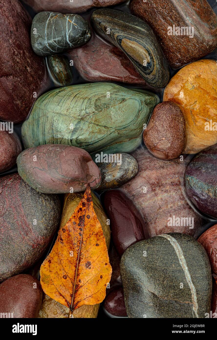 Bunte Fluss Felsen entlang der mittleren Gabel der Flathead River im Glacier National Park, Montana, USA Stockfoto