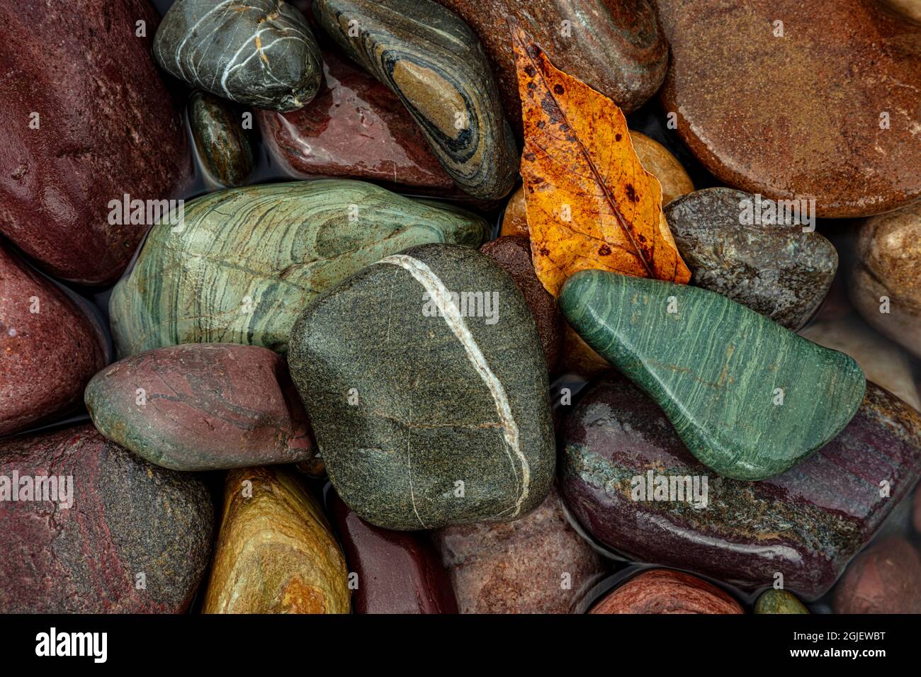Bunte Fluss Felsen entlang der mittleren Gabel der Flathead River im Glacier National Park, Montana, USA Stockfoto