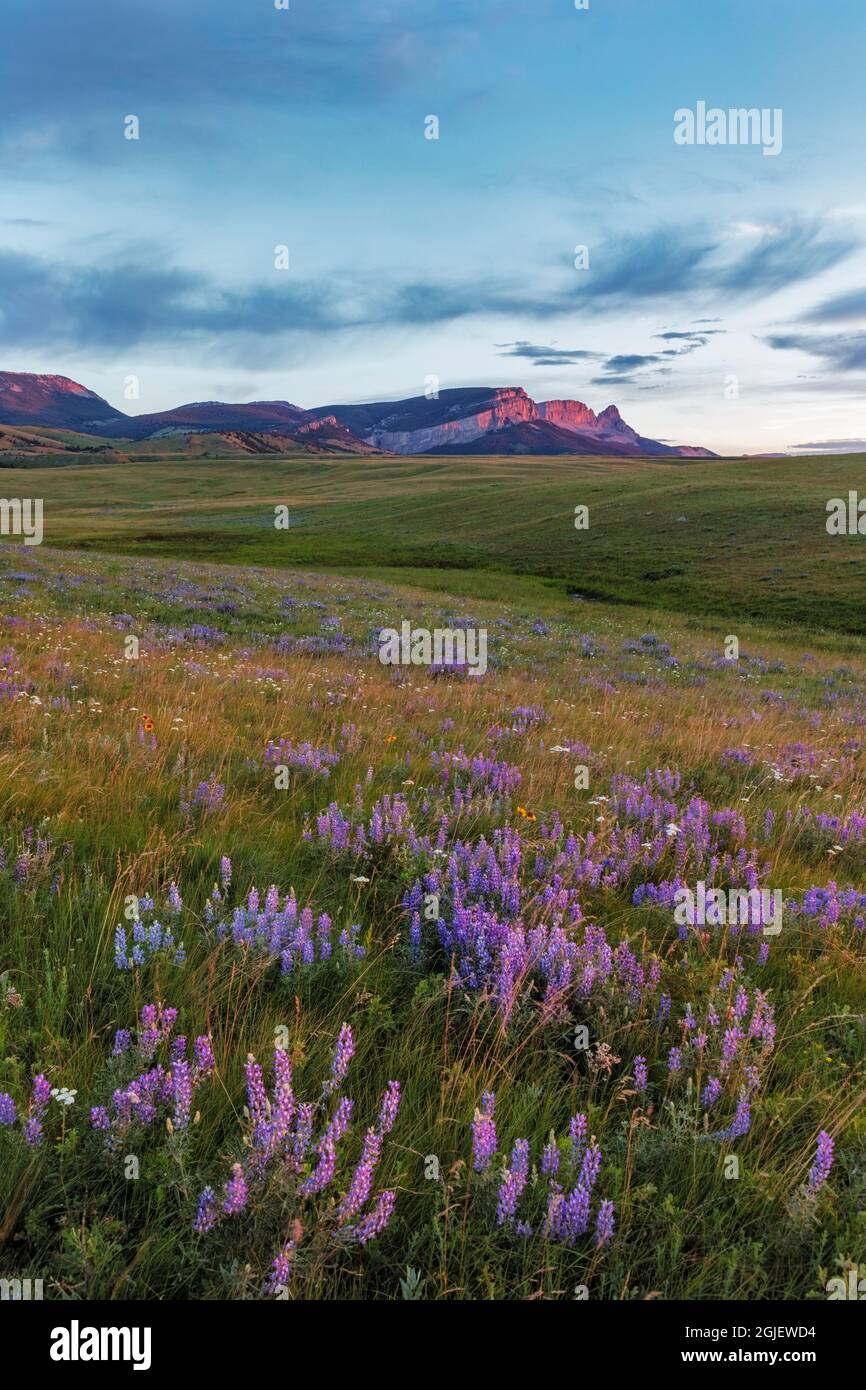 Lupine Wildblumen und Sawtooth Ridge entlang der Rocky Mountain Front in der Nähe von Augusta, Montana, USA Stockfoto