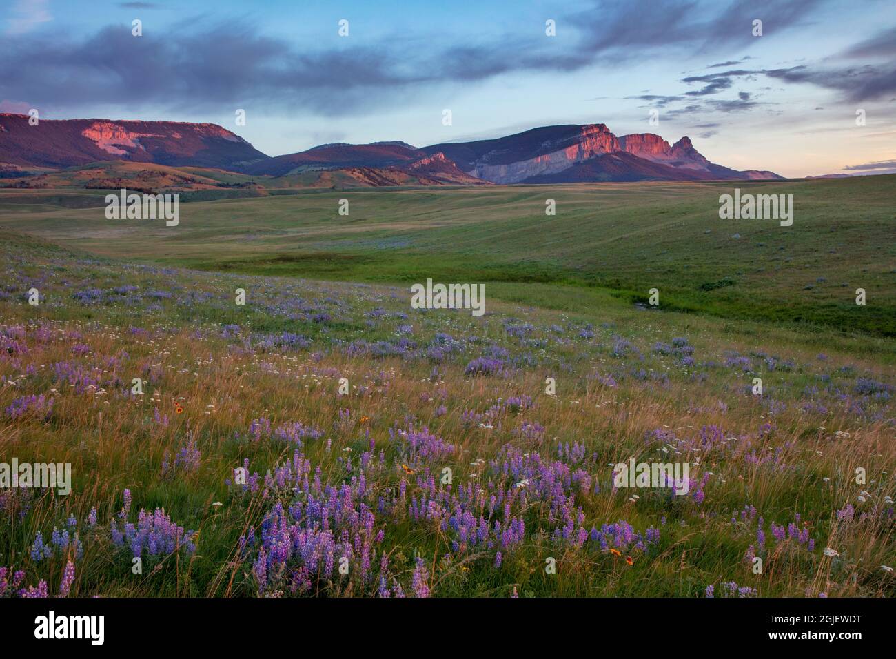 Lupine Wildblumen und Sawtooth Ridge entlang der Rocky Mountain Front in der Nähe von Augusta, Montana, USA Stockfoto