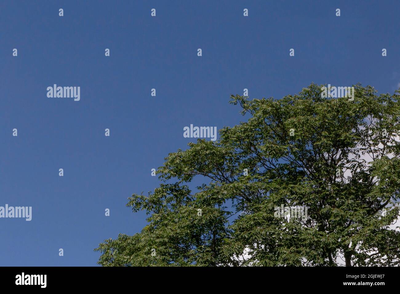 Baumspitze gegen blauen Himmel und Wolke hinter dem Baum Stockfoto