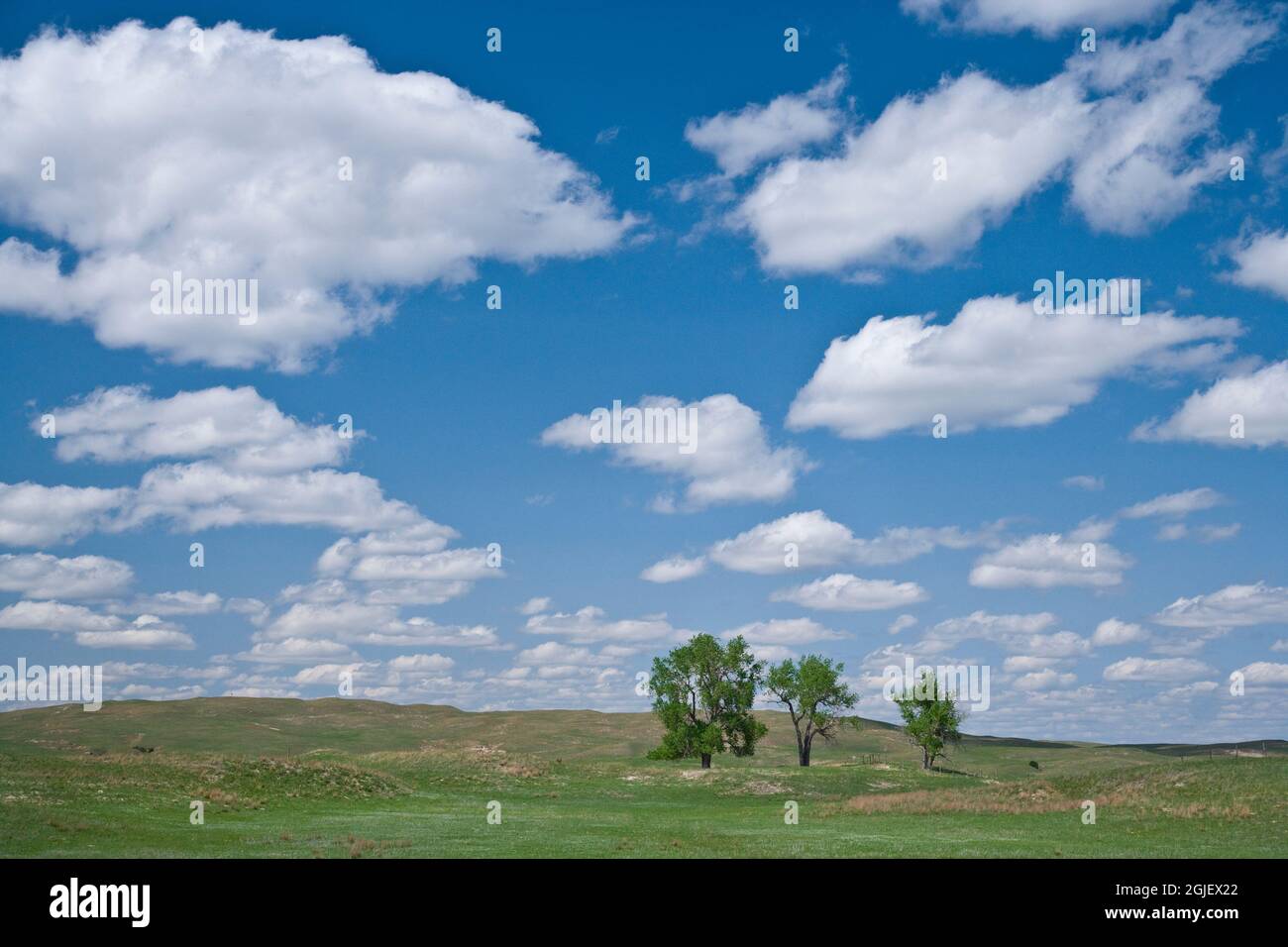 USA, Nebraska, Eine Reihe von Baumwollwäldern auf einer Wiese stehen vor einem strahlend blauen Himmel in den Sandhügeln von Nebraska. Stockfoto